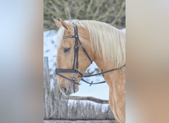 Lusitano, Gelding, 4 years, 16.2 hh, Palomino