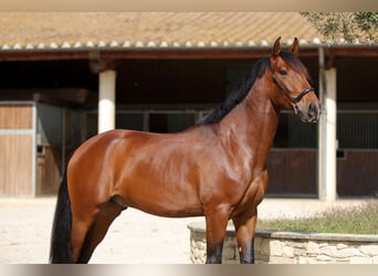 Lusitano, Gelding, 4 years, 16 hh, Bay-Dark