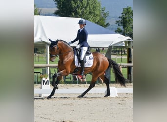Lusitano, Gelding, 4 years, 16 hh, Bay-Dark