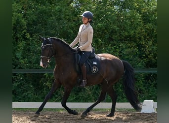 Lusitano, Gelding, 4 years, 16 hh, Black