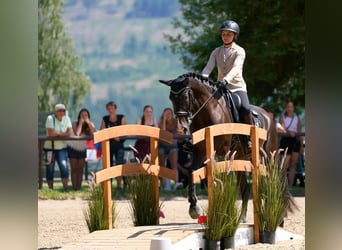 Lusitano, Gelding, 4 years, 16 hh, Black