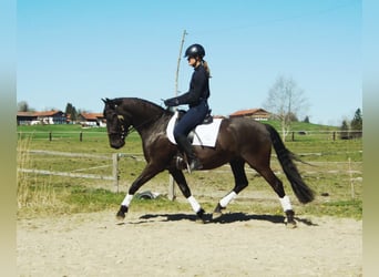 Lusitano, Gelding, 4 years, 16 hh, Black