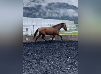Lusitano, Gelding, 4 years, 16 hh, Brown