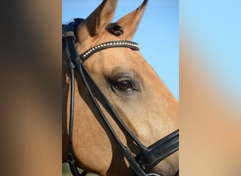 Lusitano, Gelding, 4 years, 16 hh, Buckskin