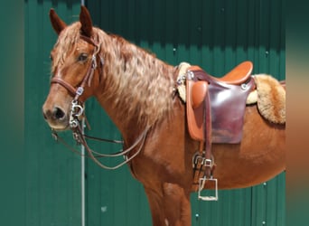 Lusitano Mix, Gelding, 4 years, 16 hh, Chestnut-Red