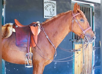 Lusitano Mix, Gelding, 4 years, 16 hh, Chestnut-Red