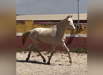 Lusitano, Gelding, 4 years, 16 hh, Cremello