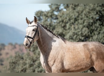 Lusitano, Gelding, 4 years, 16 hh, Gray-Red-Tan