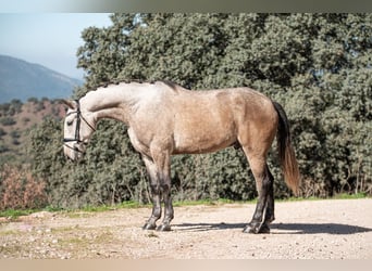 Lusitano, Gelding, 4 years, 16 hh, Gray-Red-Tan