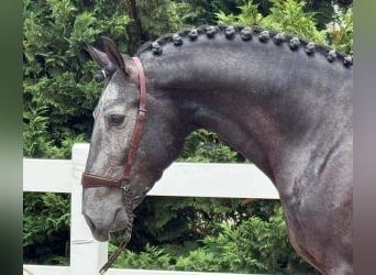 Lusitano Mix, Gelding, 4 years, 16 hh, Grey