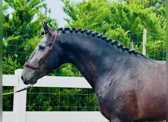 Lusitano, Gelding, 4 years, 16 hh, Grey