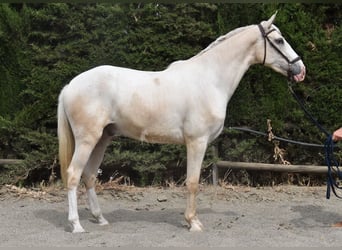Lusitano, Gelding, 4 years, 16 hh, Palomino