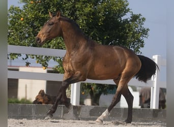Lusitano, Gelding, 4 years, 16,1 hh, Buckskin