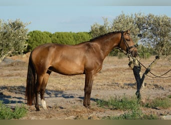 Lusitano, Gelding, 4 years, 16,1 hh, Buckskin