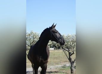 Lusitano, Gelding, 4 years, 16,2 hh, Black