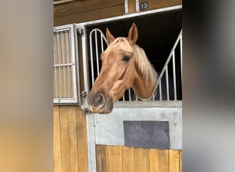Lusitano, Gelding, 4 years, 17 hh, Palomino