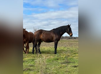 Lusitano, Gelding, 4 years, Bay-Dark