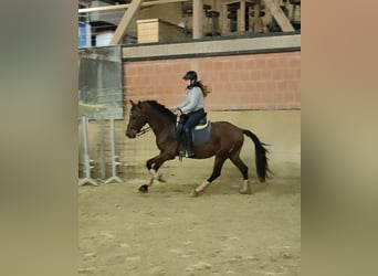 Lusitano, Gelding, 5 years, 15,1 hh, Brown