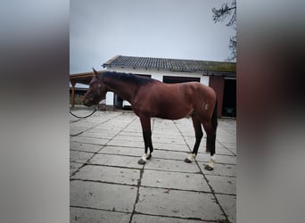 Lusitano, Gelding, 5 years, 15,1 hh, Brown