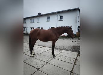 Lusitano, Gelding, 5 years, 15,1 hh, Brown