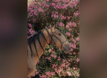 Lusitano, Gelding, 5 years, 15.1 hh, Dun