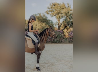 Lusitano, Gelding, 5 years, 15.1 hh, Dun