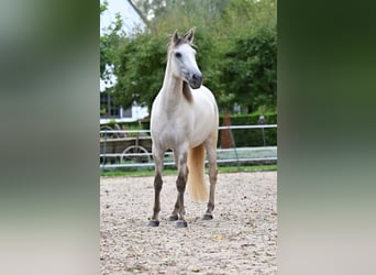 Lusitano, Gelding, 5 years, 15,1 hh, Grullo