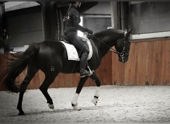 Lusitanos, Wallach, 5 Jahre, 15,2 hh, Rappe