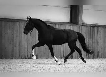 Lusitanos, Wallach, 5 Jahre, 15,2 hh, Rappe