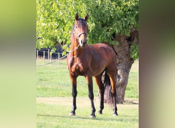 Lusitano, Gelding, 5 years, 15.2 hh, Brown
