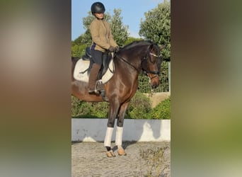 Lusitano, Gelding, 5 years, 15.2 hh, Brown