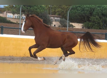 Lusitano, Gelding, 5 years, 15.2 hh, Chestnut-Red