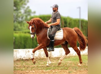 Lusitano, Gelding, 5 years, 15.2 hh, Chestnut-Red