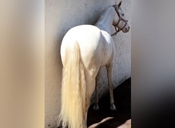 Lusitano, Gelding, 5 years, 15,2 hh, Cremello