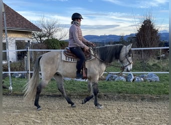 Lusitano, Gelding, 5 years, 15,2 hh, Dun