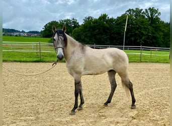 Lusitano, Gelding, 5 years, 15,2 hh, Dun