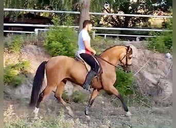 Lusitano, Gelding, 5 years, 15.3 hh, Dun