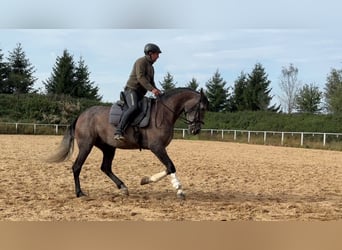 Lusitano, Gelding, 5 years, 15.3 hh, Gray-Red-Tan