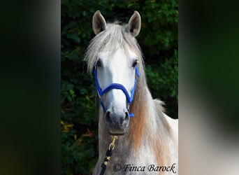 Lusitano, Gelding, 5 years, 15.3 hh, Grey
