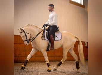 Lusitano, Gelding, 5 years, 15.3 hh, Pearl