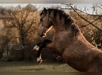 Lusitano, Gelding, 5 years, 15,2 hh, Buckskin