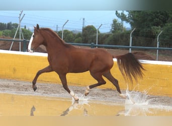 Lusitano, Gelding, 5 years, 15,2 hh, Chestnut-Red