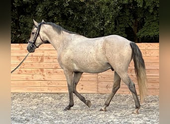 Lusitano, Gelding, 5 years, 15,2 hh, Grey