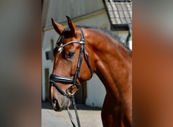 Lusitano, Gelding, 5 years, 15,3 hh, Brown