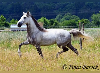 Lusitano, Gelding, 5 years, 15,3 hh, Grey