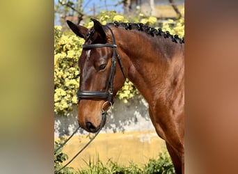 Lusitano, Gelding, 5 years, 16.1 hh, Brown