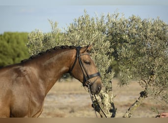 Lusitano, Gelding, 5 years, 16.1 hh, Buckskin