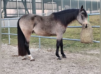 Lusitano Mix, Gelding, 5 years, 16.1 hh, Dun