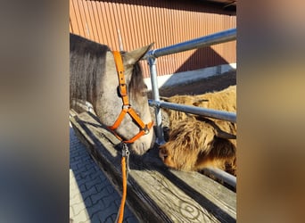 Lusitano Mix, Gelding, 5 years, 16.1 hh, Dun