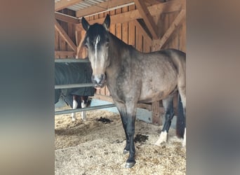 Lusitano Mix, Gelding, 5 years, 16.1 hh, Dun